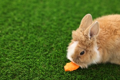 Photo of Cute little rabbit eating carrot on grass. Space for text