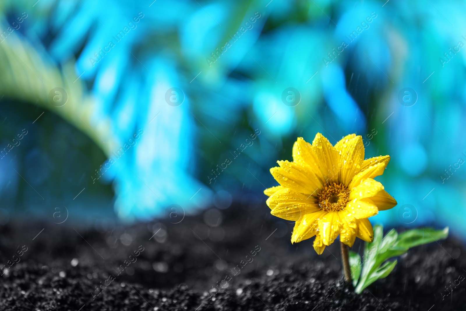 Photo of Fresh flower in fertile soil under rain, space for text