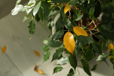 Photo of Houseplant with yellow leaves indoors, space for text