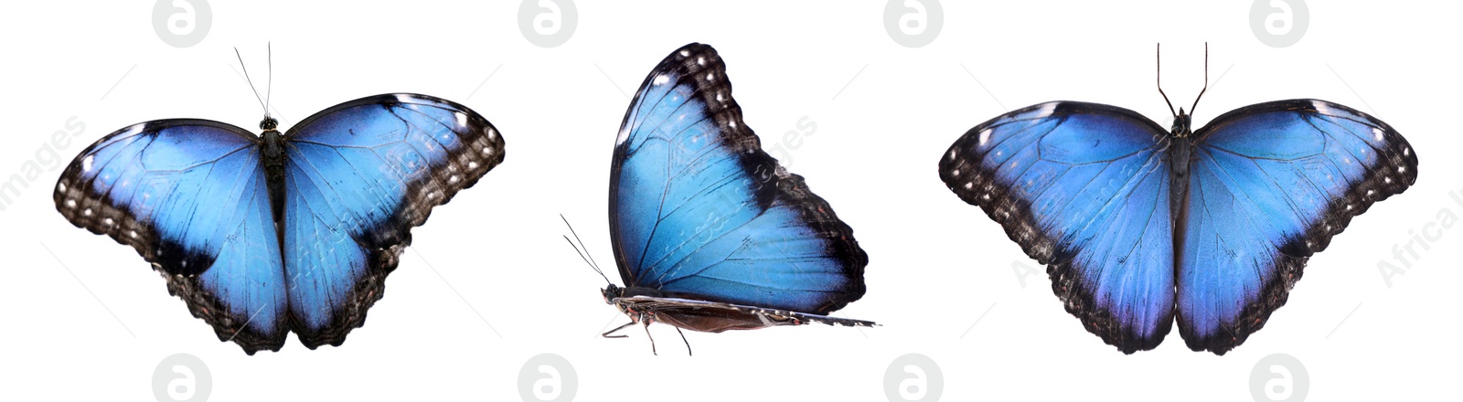 Image of Blue butterflies on white background. Beautiful insect