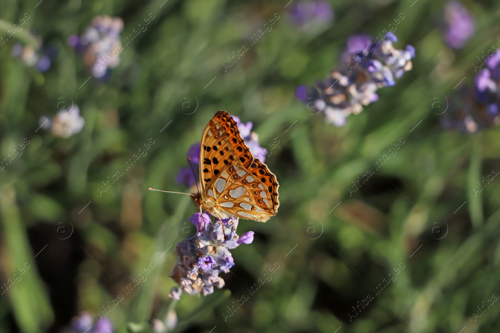 Photo of Beautiful butterfly in lavender field on summer day, closeup