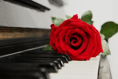 Photo of Beautiful red rose on piano keys, closeup