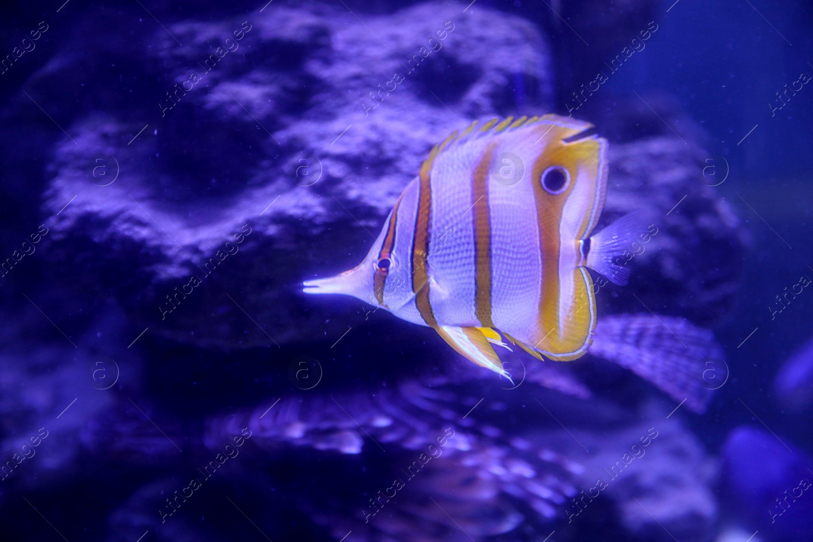 Photo of Beautiful copper banded butterfly fish in clear aquarium water