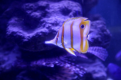 Beautiful copper banded butterfly fish in clear aquarium water