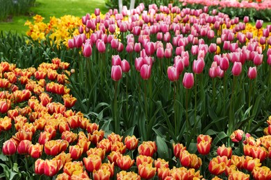 Photo of Park with different beautiful tulip flowers. Spring season