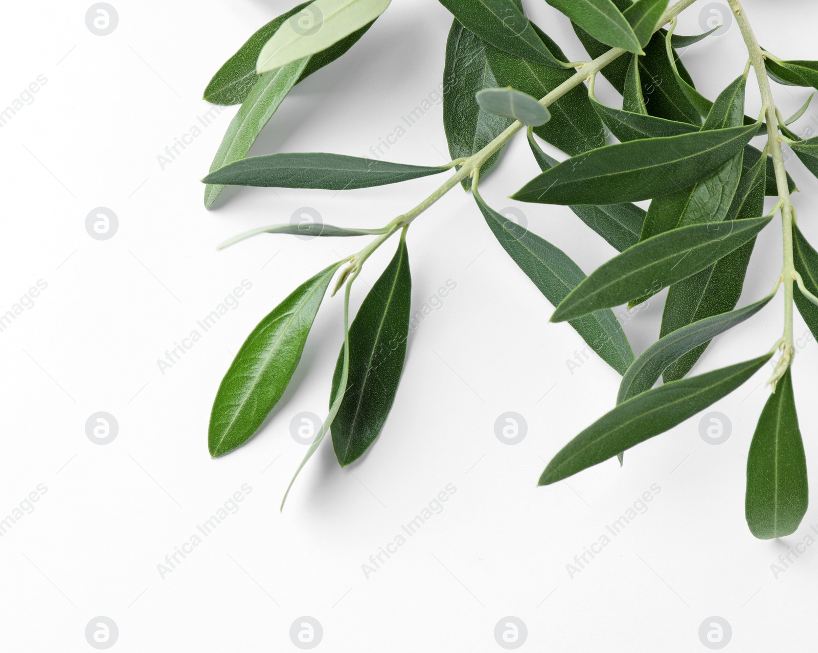 Photo of Twigs with fresh green olive leaves on white background, top view