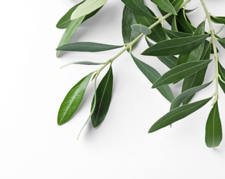 Twigs with fresh green olive leaves on white background, top view