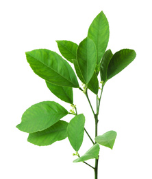 Photo of Fresh branch with green citrus leaves isolated on white