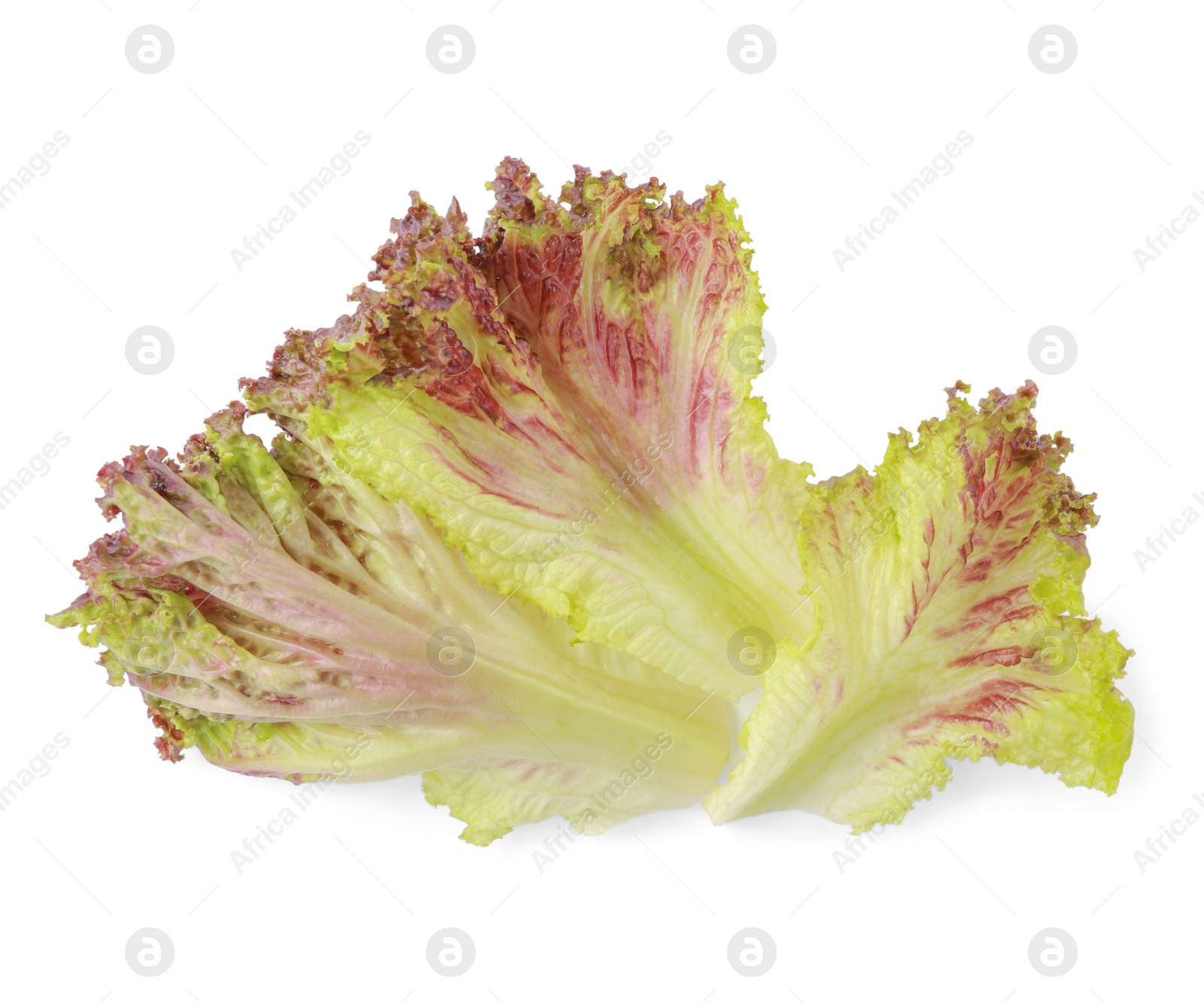 Photo of Leaves of fresh red coral lettuce isolated on white