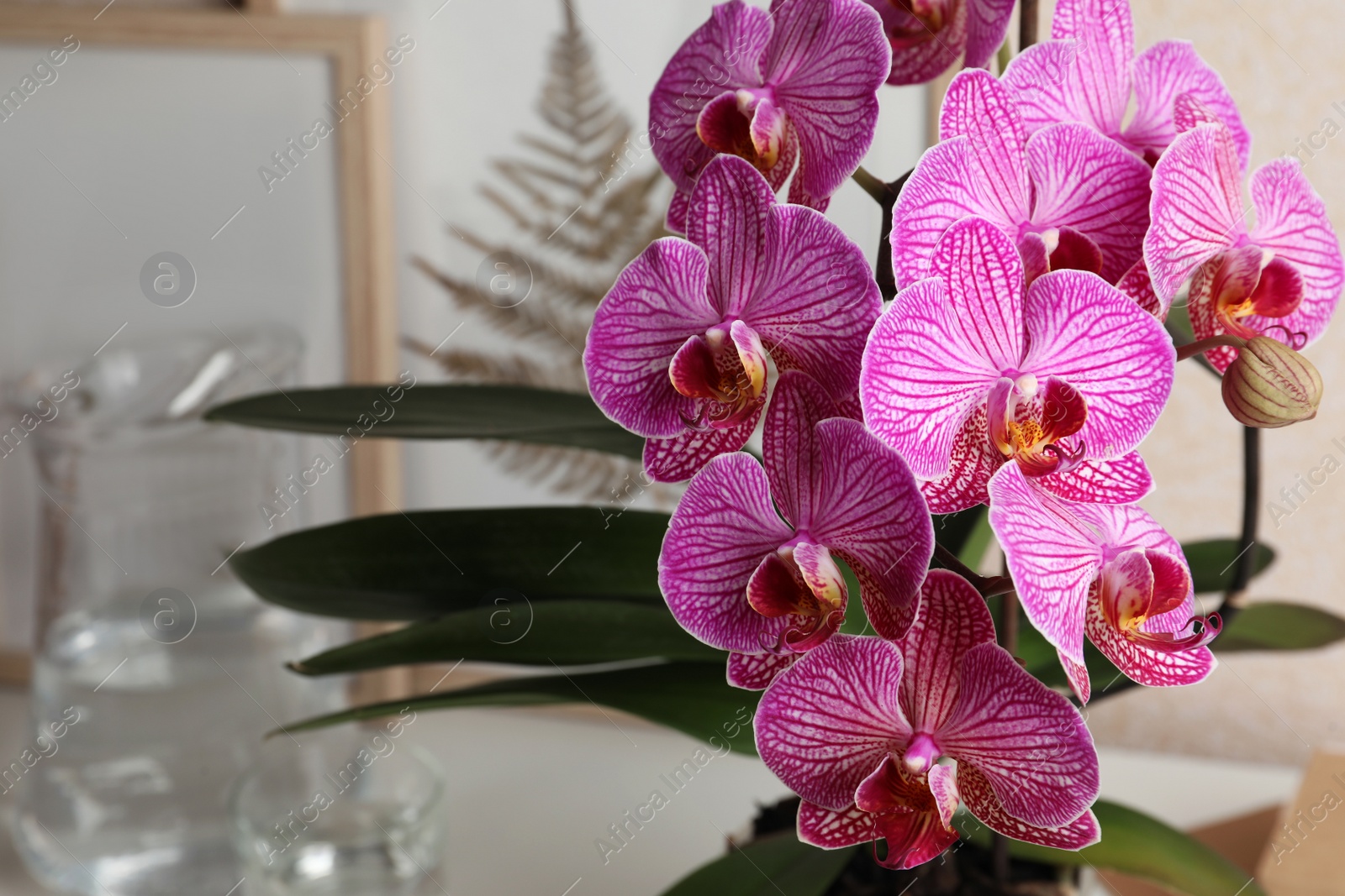 Photo of Beautiful pink orchid flower on blurred background, closeup. Space for text