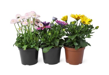 Different beautiful potted flowers isolated on white