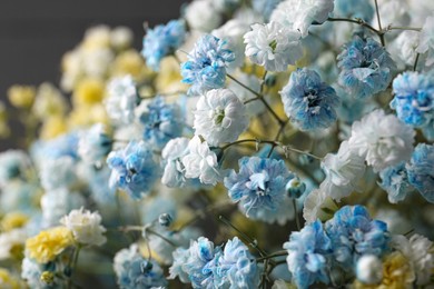 Many beautiful dyed gypsophila flowers on dark grey background, closeup