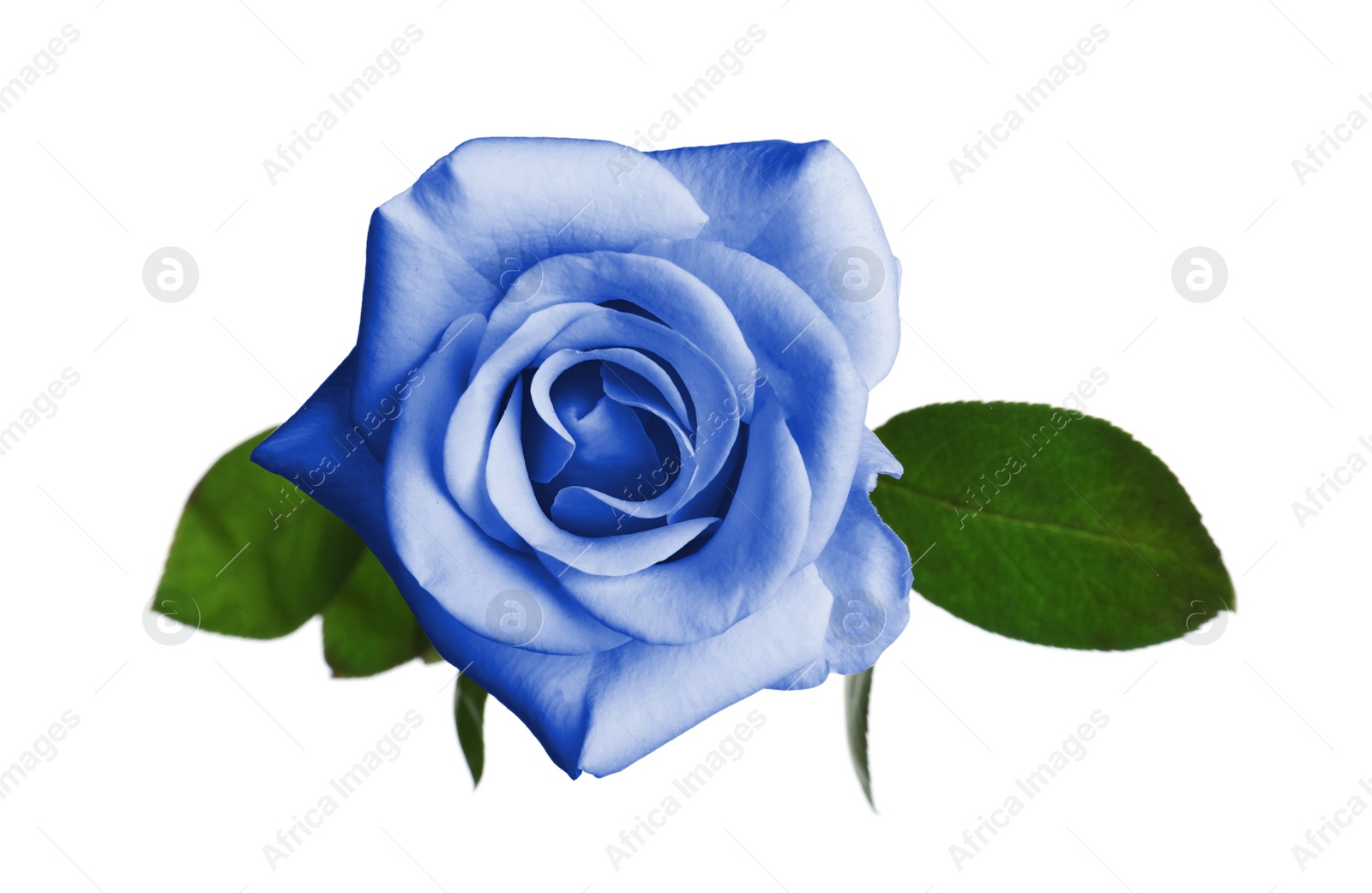 Image of Beautiful blooming light blue rose on white background