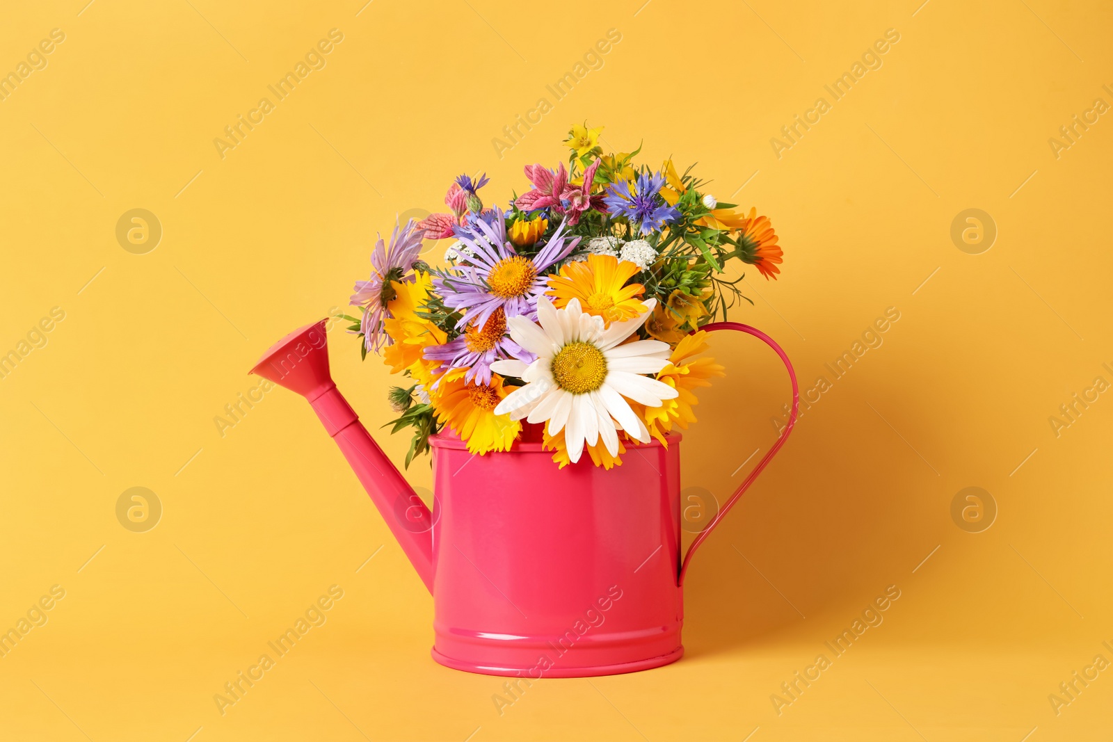 Photo of Pink watering can with beautiful flowers on yellow background