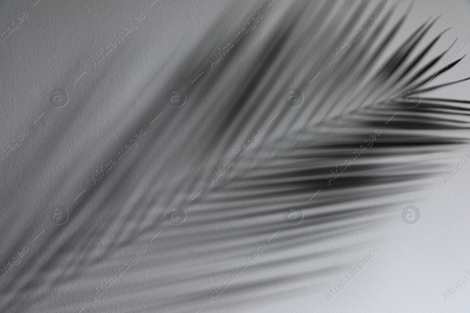 Photo of Shadow of tropical palm branch on white wall, closeup