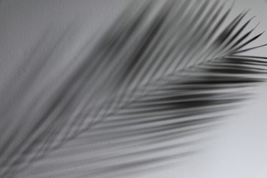 Shadow of tropical palm branch on white wall, closeup