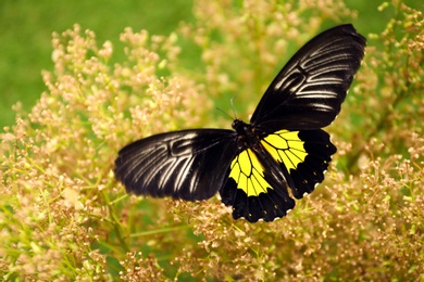 Photo of Beautiful common Birdwing butterfly on plant outdoors