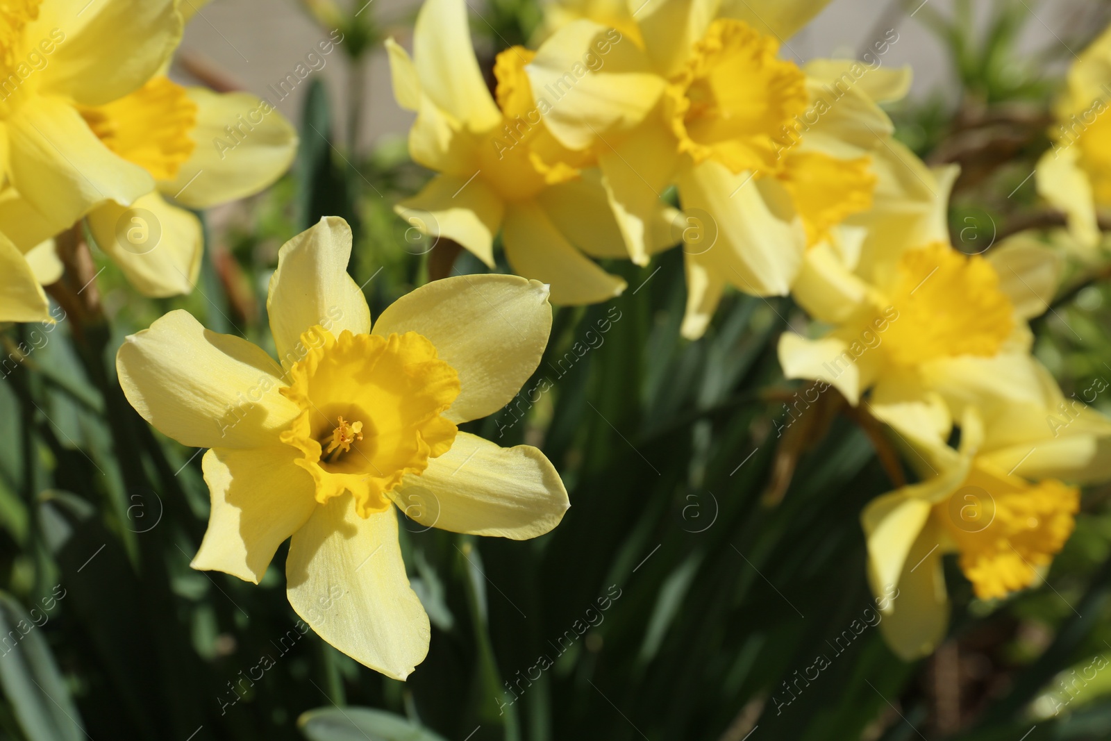 Photo of Beautiful yellow daffodils growing outdoors on spring day, closeup