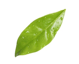 Photo of Fresh green coffee leaf with water drops isolated on white