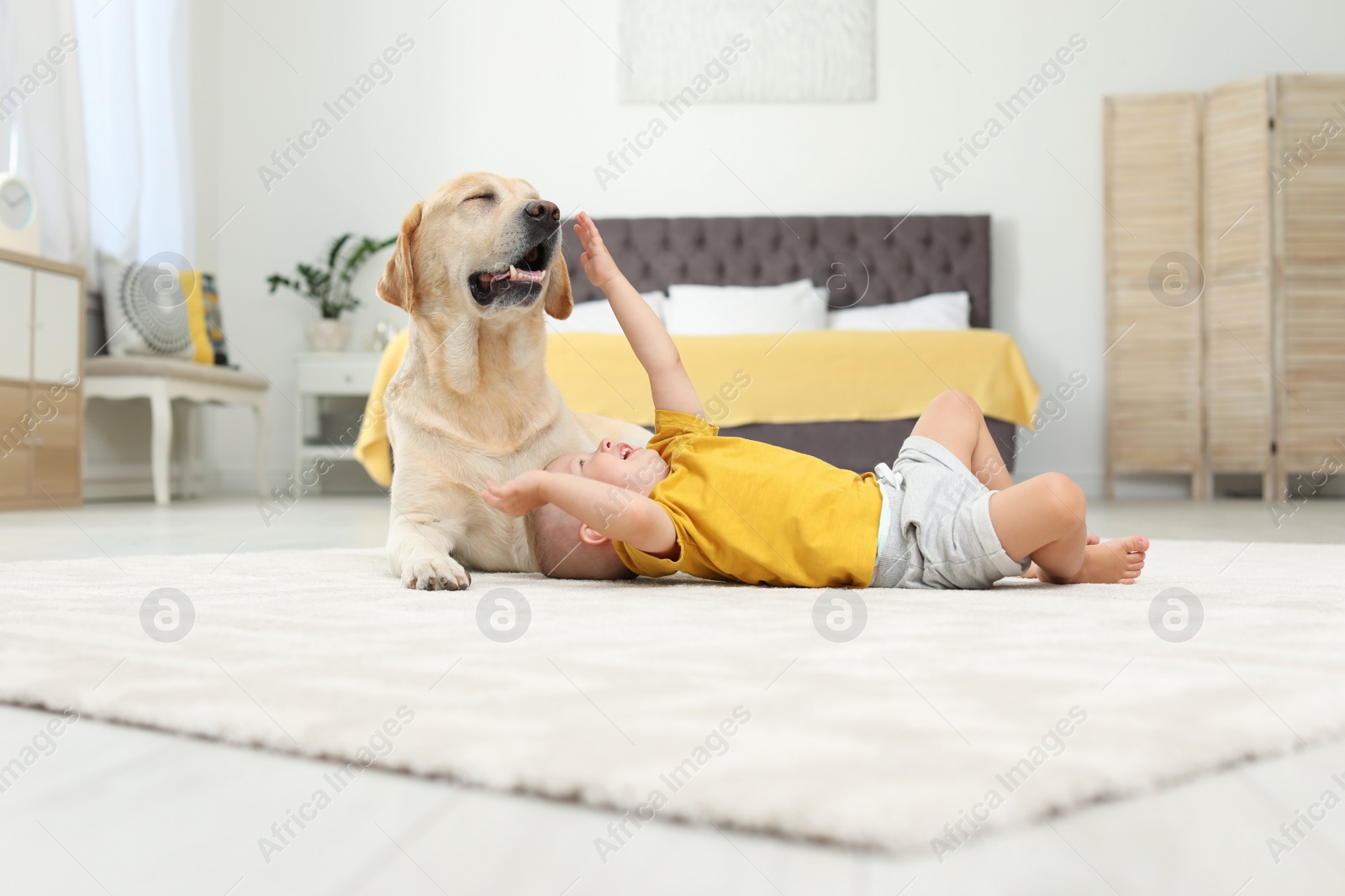 Photo of Adorable yellow labrador retriever and little boy at home