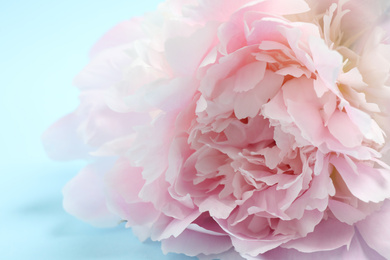 Beautiful pink peony on light blue background, closeup