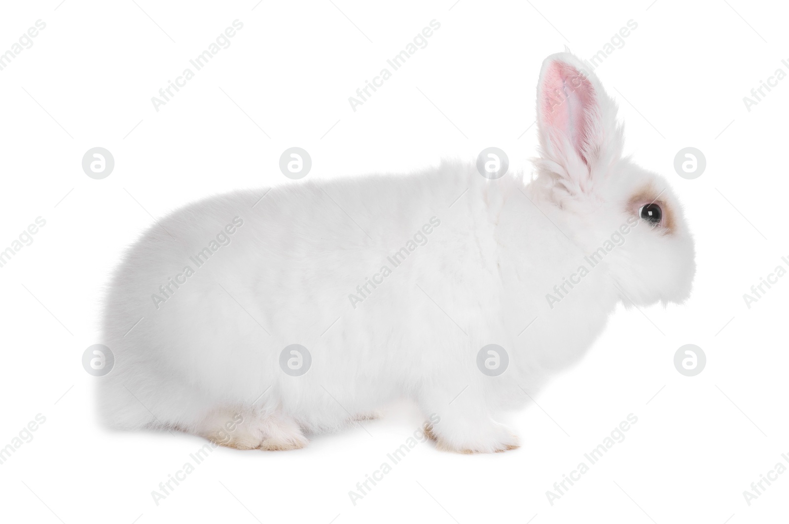 Photo of Fluffy rabbit on white background. Cute pet