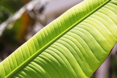 Photo of Beautiful tropical palm leaf, closeup