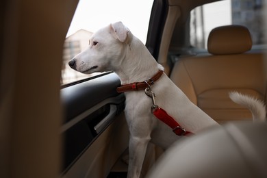 Jack Russel Terrier in car. Adorable pet