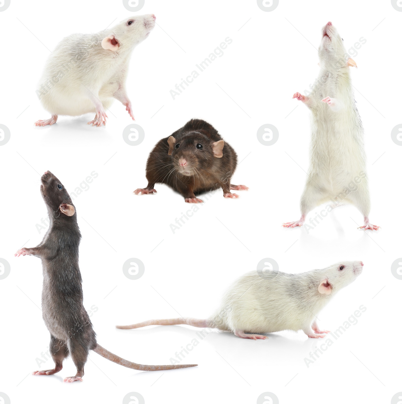 Image of Set of cute little rats on white background