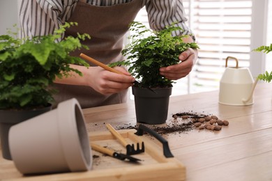 Photo of Woman planting fresh fern at table indoors, closeup
