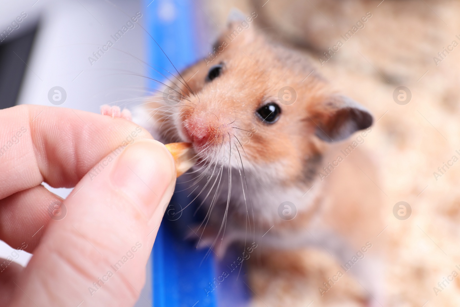 Photo of Owner feeding cute little hamster in tray, closeup