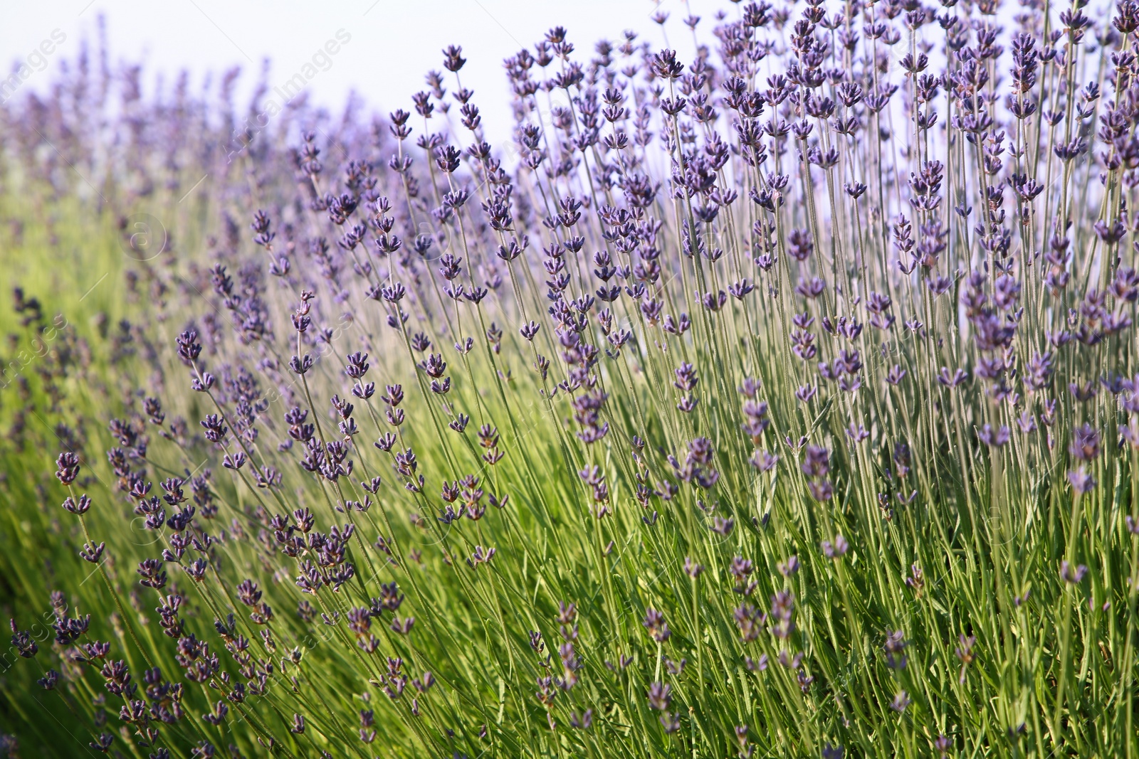 Photo of Beautiful blooming lavender growing in field, closeup