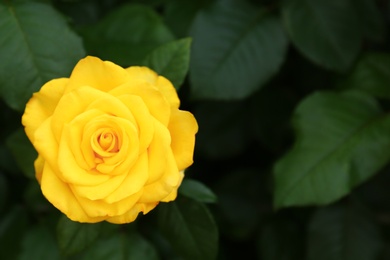 Beautiful blooming yellow rose in garden on summer day. Space for text