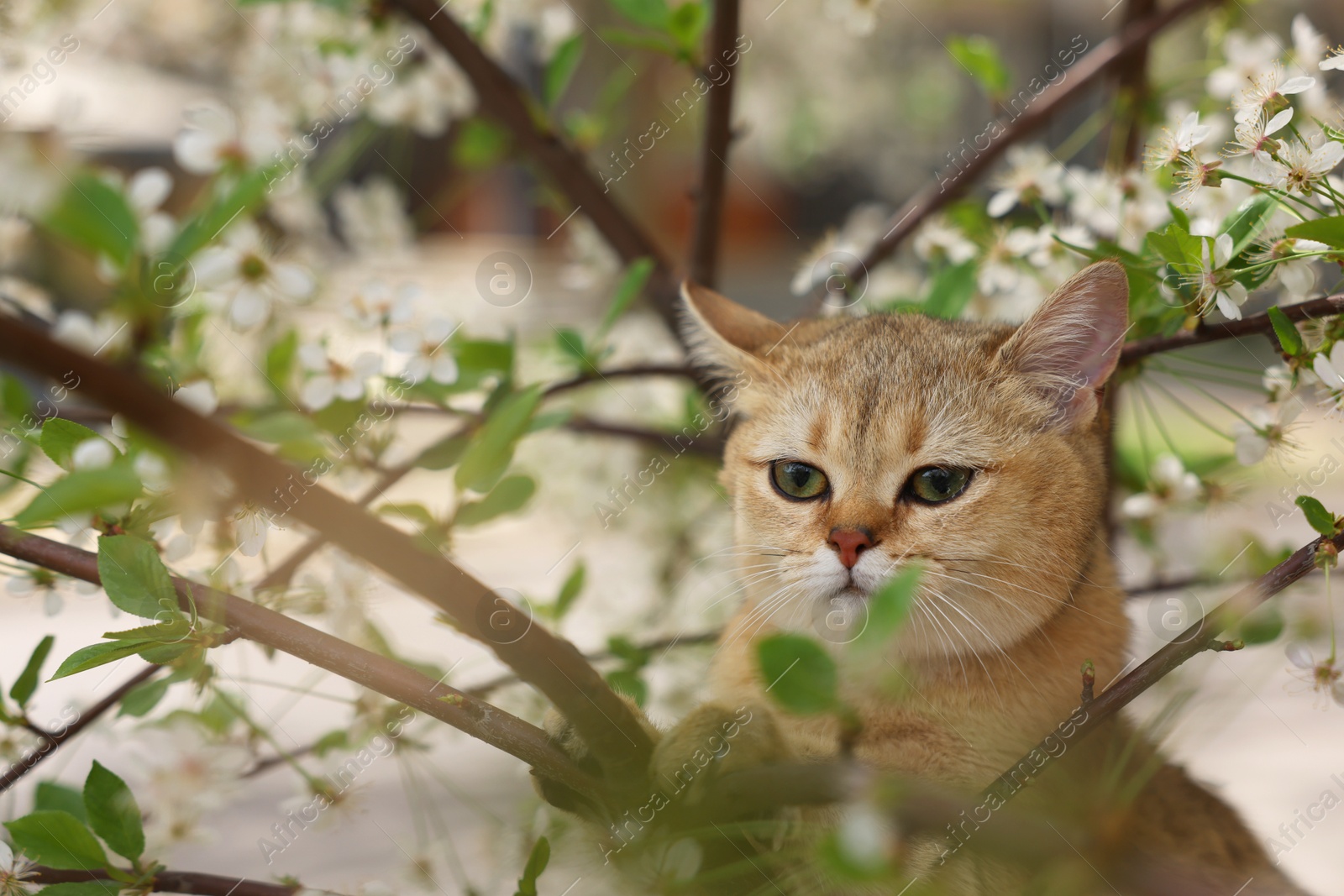 Photo of Cute cat among blossoming spring tree branches outdoors