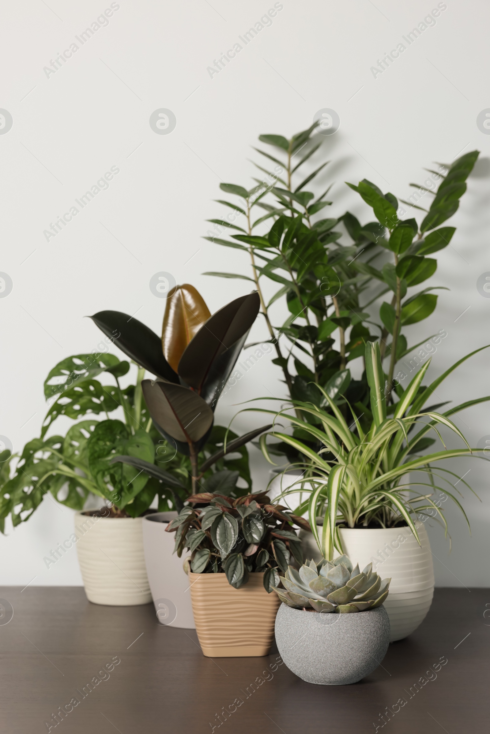 Photo of Many different beautiful house plants on wooden table near white wall