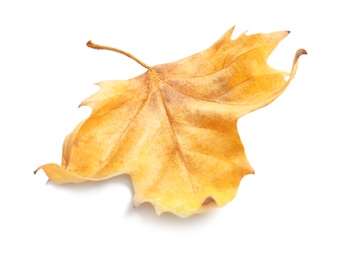 Beautiful autumn leaf on white background. Fall foliage