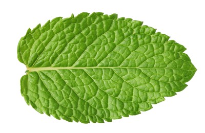 Fresh green mint leaf isolated on white, top view