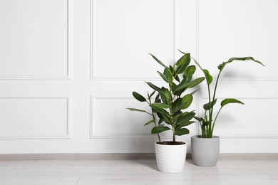 Different houseplants in pots on floor near white wall indoors, space for text