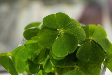 Photo of Glass with green clover leaves against blurred background, closeup