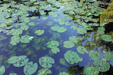 Photo of Many beautiful green lotus leaves in pond