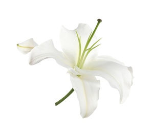 Photo of Beautiful lily on white background. Funeral flower