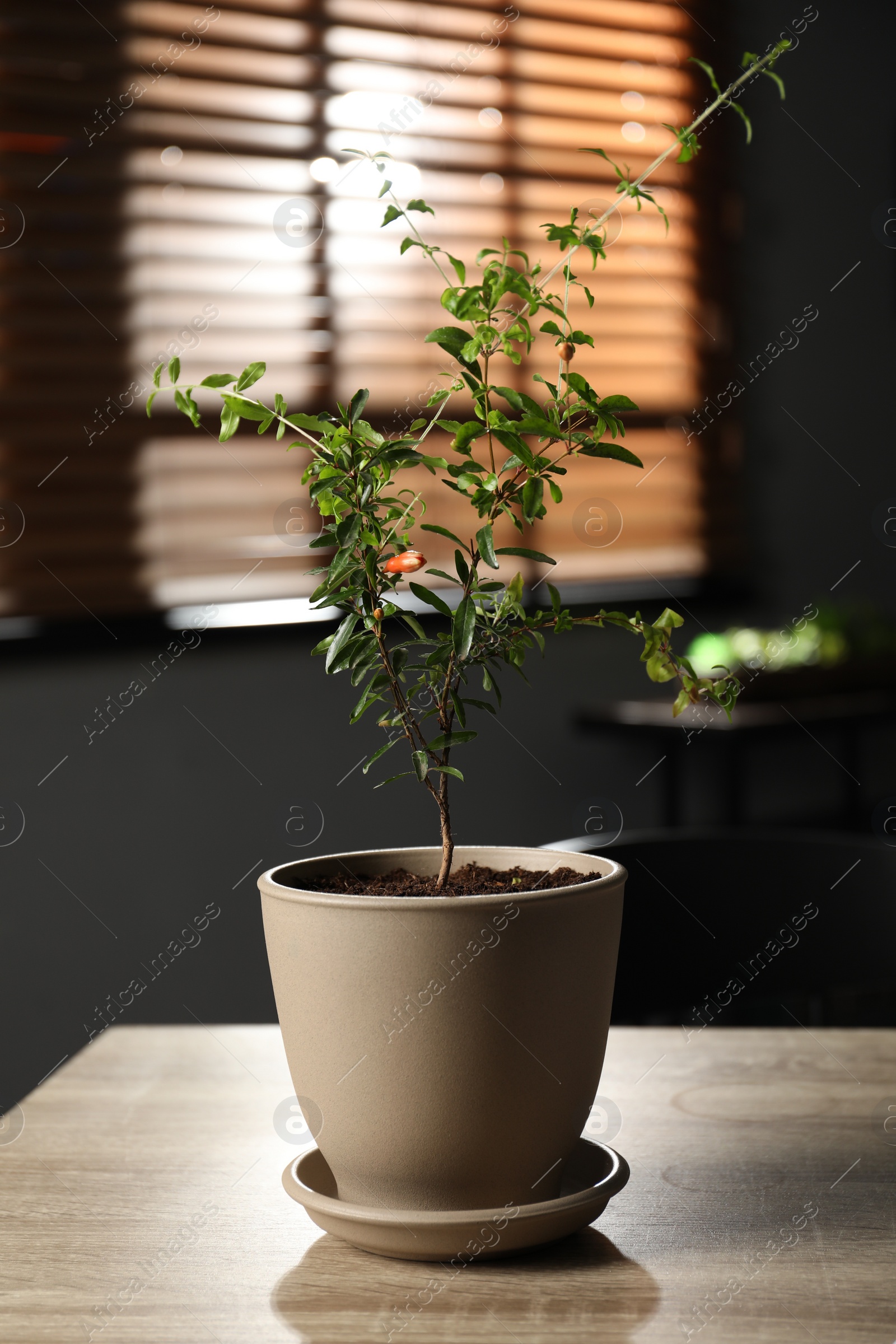 Photo of Potted pomegranate plant with green leaves on wooden table in room