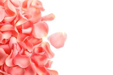 Beautiful rose petals on white background