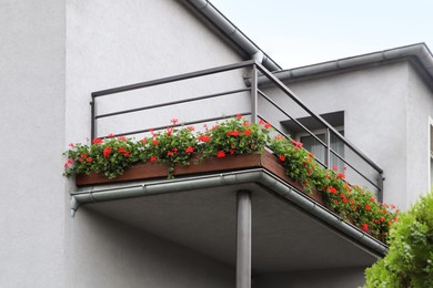 Photo of Balcony decorated with beautiful blooming potted flowers, low angle view
