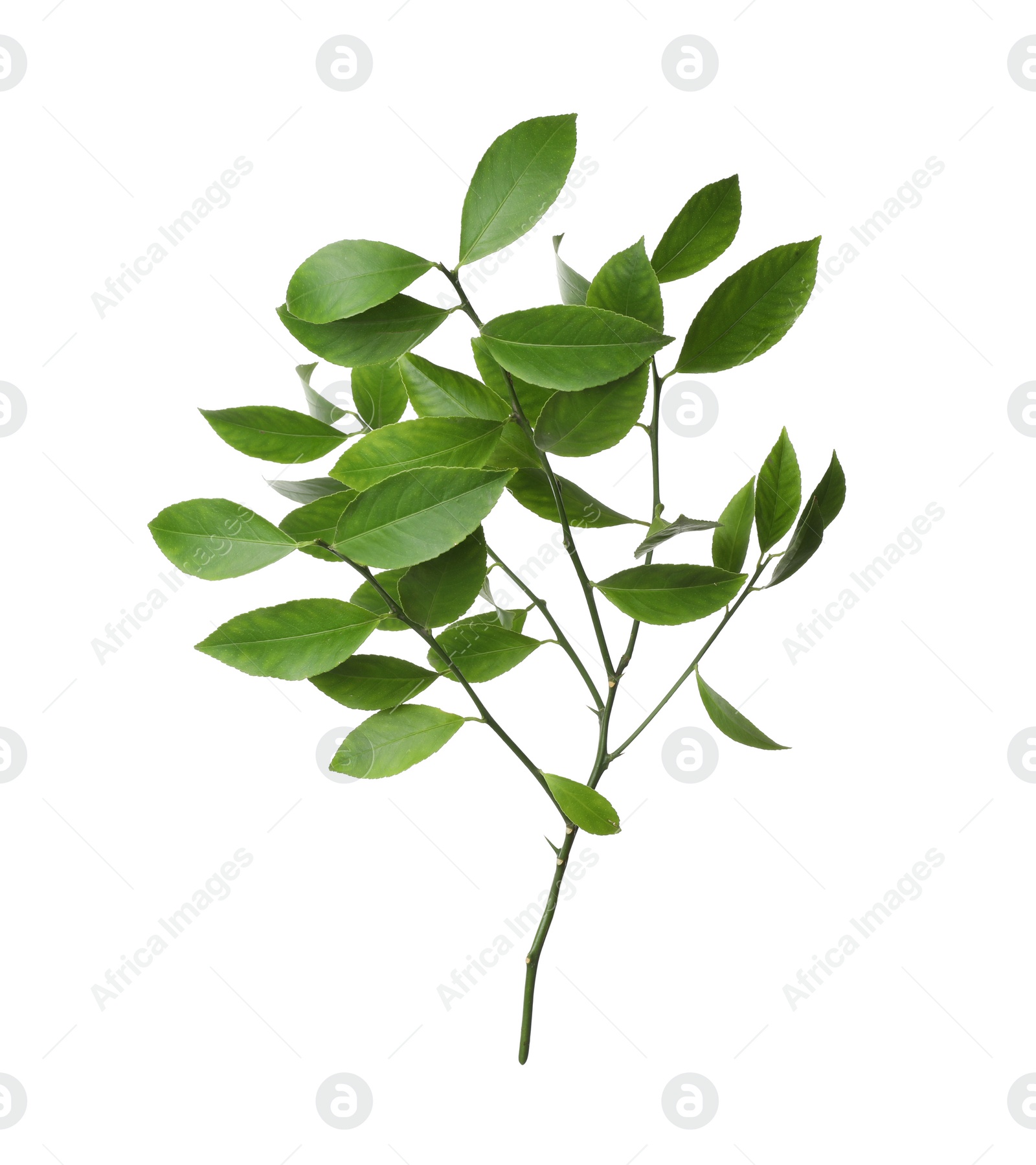 Photo of Branch of tropical citrus plant with leaves isolated on white