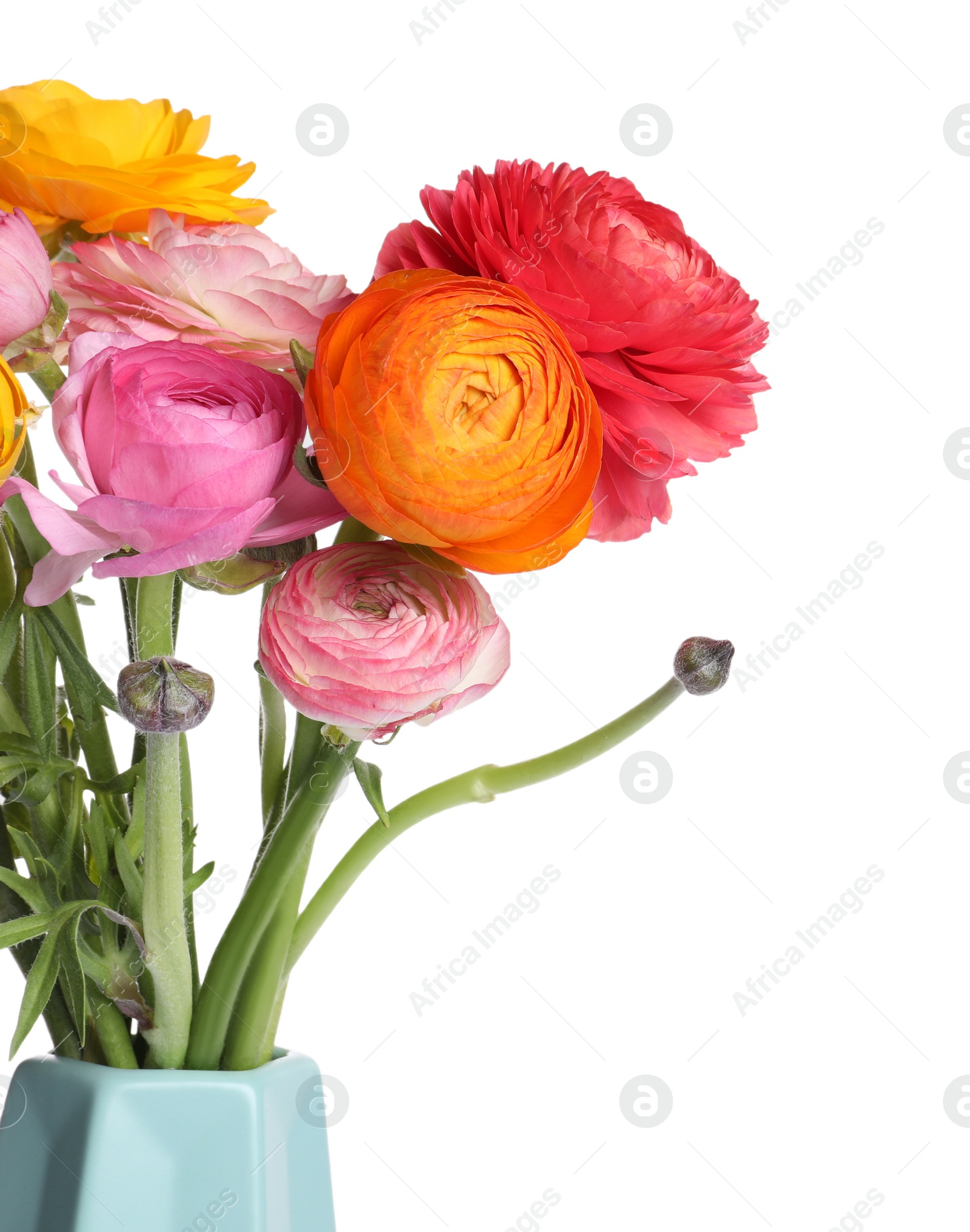 Photo of Beautiful fresh ranunculus flowers in vase on white background