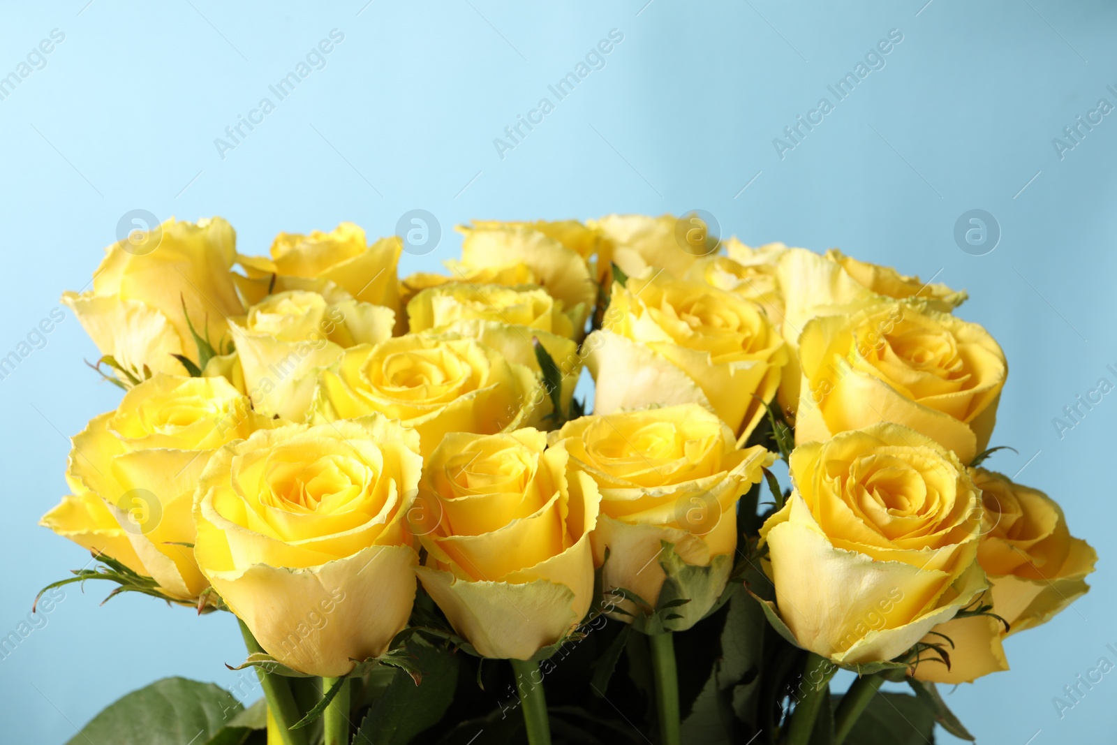 Photo of Beautiful bouquet of yellow roses on light blue background, closeup