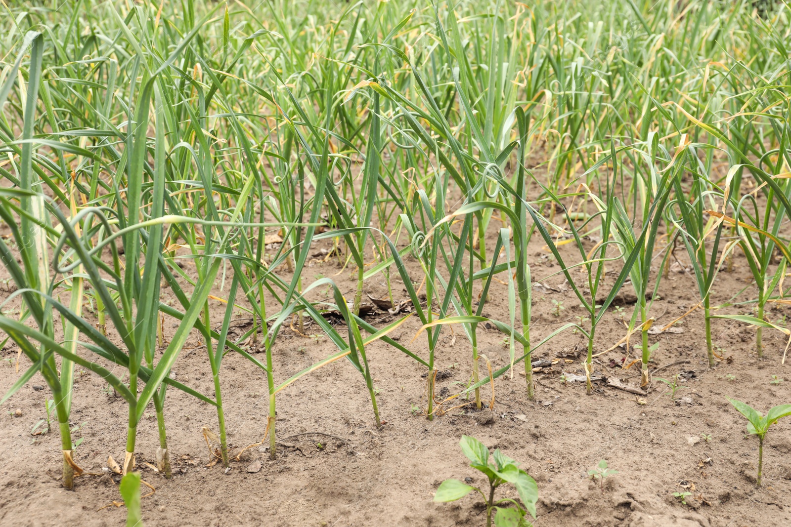 Photo of Green garlic sprouts growing in field