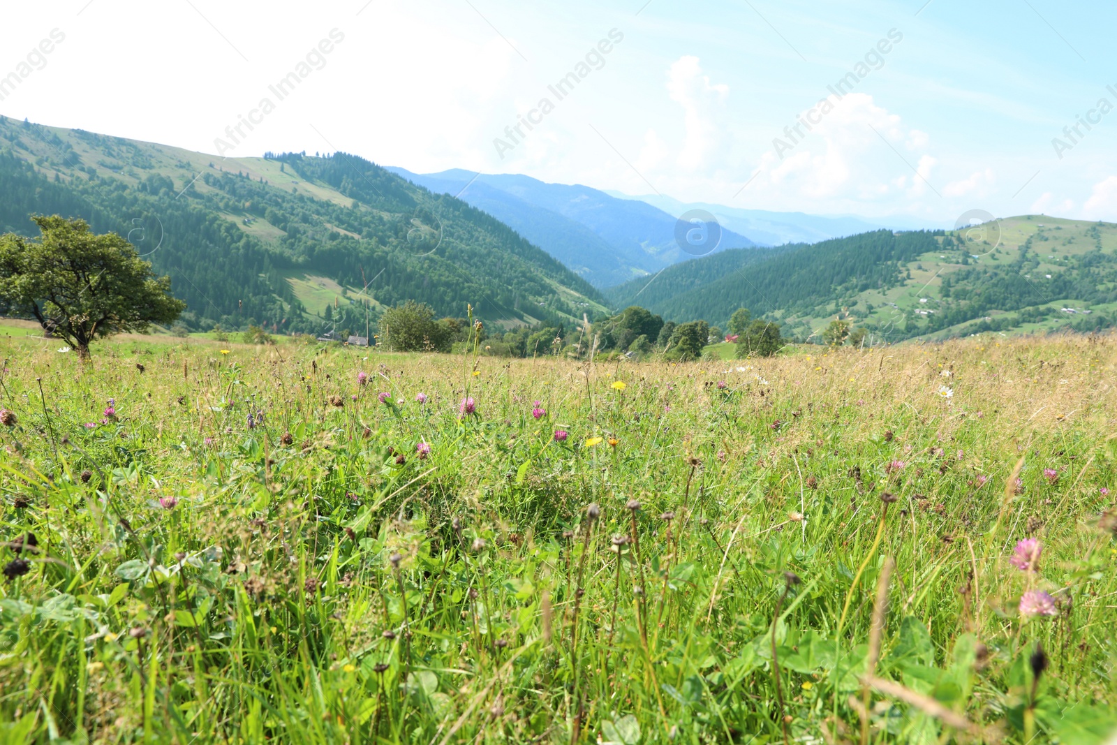 Photo of Field with meadow flowers on bright sunny day
