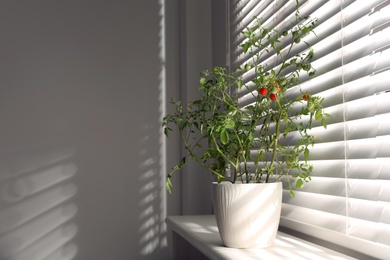 Photo of Tomato plant in pot on window sill indoors. Space for text